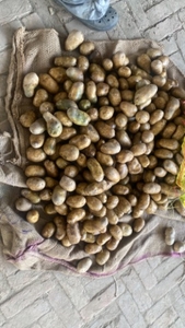 ಆಲೂಗಡ್ಡೆ