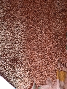 ಬೇವಿನ ಬೀಜಗಳು