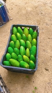 మామిడి