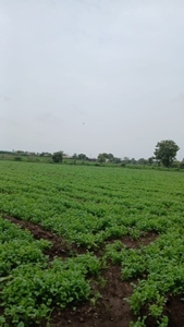 కొత్తిమీర