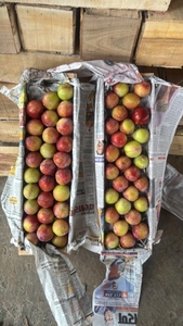 ಪ್ಲಮ್