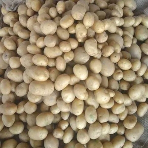 പട്ടാറ്റോ