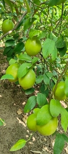 നാരങ്ങ