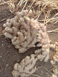 ತಾಜಾ ಶುಂಠಿ