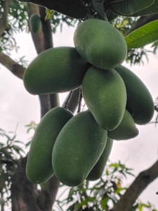 മാമ്പഴം 
