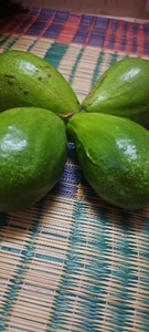 അവോക്കാഡോ 