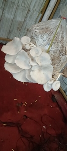 காளான்