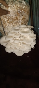 ಫೋಟೋ 2