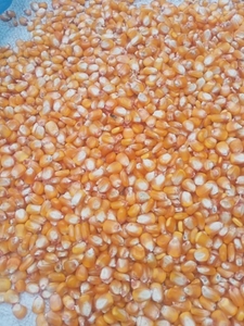 Maize 