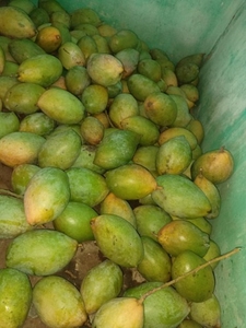 ಮಾವಿನಹಣ್ಣುಗಳು