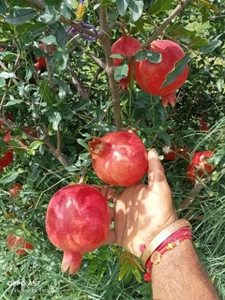 മാതളനാരകം