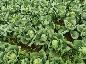 डब्लू