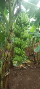 అరటిపండు