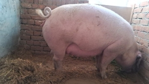 పందులు