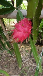 ड्रैगन फल