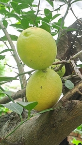 നാരങ്ങ