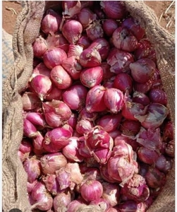 ఉల్లిపాయలు