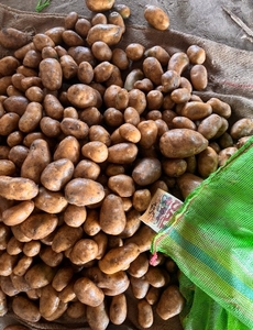 ಆಲೂಗಡ್ಡೆ