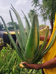 అలోవెరా