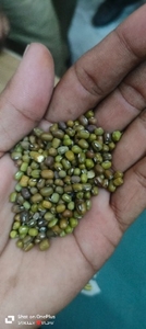 മൂങ്