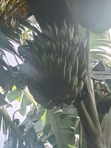 ಬಾಳೆಹಣ್ಣು