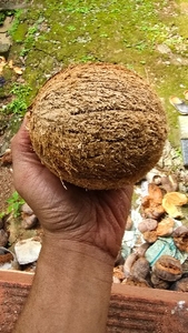നാളികേരം