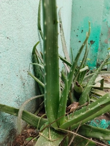కలబంద