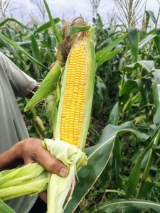 മധുരചോളം 