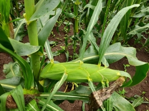 ఫోటో 3