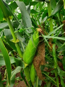 ఫోటో 4