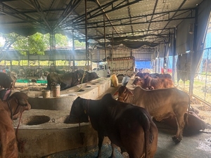 மாட்டு சாணம்