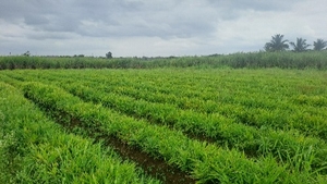 இஞ்சி
