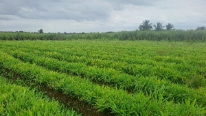 ఫోటో 2
