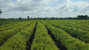 இஞ்சி
