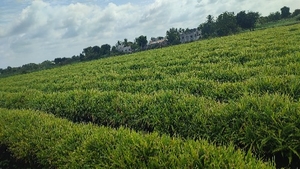 ಫೋಟೋ 2