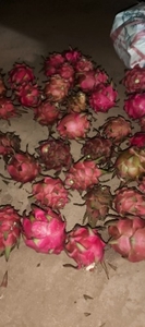 ड्रैगन फल
