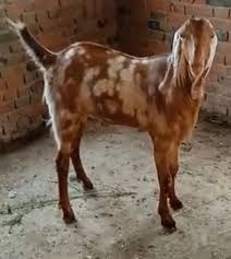 ஆடு