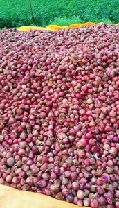 வெங்காயம்