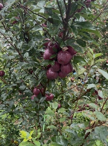 ஆப்பிள்
