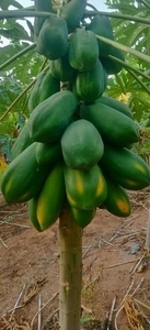पपीता