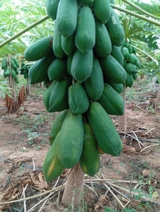 ಫೋಟೋ 2