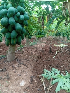 ಫೋಟೋ 3