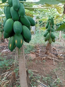 ಫೋಟೋ 4