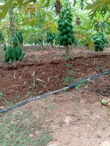 ಫೋಟೋ 5