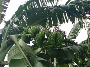 வாழைப்பழம்