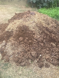 மாட்டு சாணம்