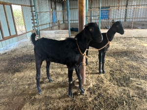 ഫോട്ടോ 3