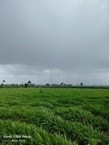 ಶುಂಠಿ