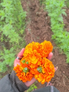 ജമന്തി