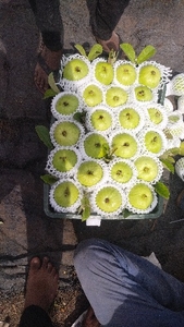 கொய்யா